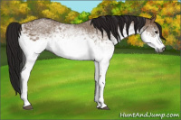 Horse Color:Gray White Spotted Bay Dun