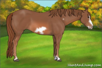 Horse Color:Liver Chestnut Frame 