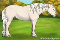 Horse Color:Cremello 