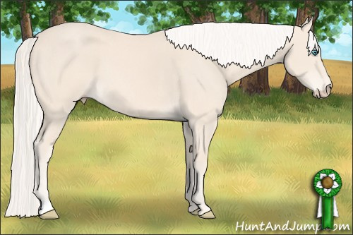 Horse Color: Cremello 