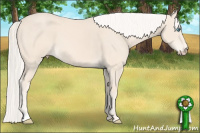 Horse Color:Cremello 