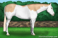 Horse Color:Gold Champagne Splash 