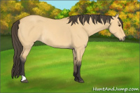 Horse Color:Buckskin Dun Rabicano