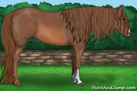 Horse Color:Liver Chestnut 