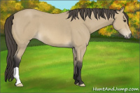 Horse Color:Buckskin Roan 