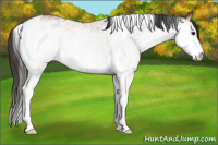 Horse Color:White Spotted Bay Tobiano Rabicano