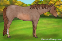Horse Color:Liver Red Roan 