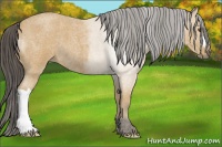 Horse Color:Buckskin Roan 