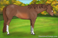 Horse Color:Chestnut 