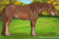 Horse Color:Liver Chestnut 