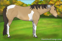 Horse Color:Buckskin Tobiano