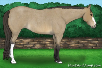 Horse Color:Buckskin Roan