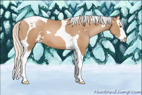 Horse Color: Silver Black Pearl Sabino Splash Tobiano 