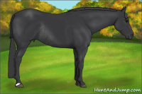 Horse Color:Black Rabicano 