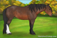 Horse Color:Brown 