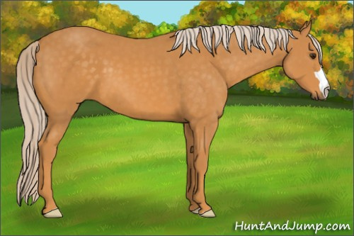 Horse Color:Chocolate Palomino 