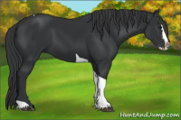 Horse Color:Black Splash Tobiano
