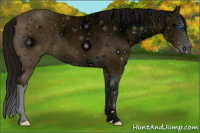 Horse Color:ERROR: UNKNOWN ANOMALY