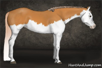 Horse Color:Chocolate Palomino Splash
