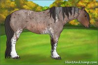 Horse Color:White Spotted Bay Roan 