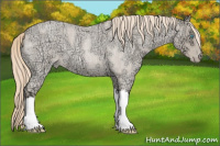 Horse Color:Perlino Ice Roan 