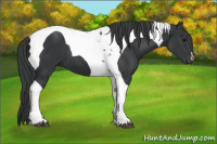 Horse Color:Black Tobiano 