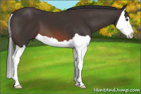 Horse Color:Brown Splash