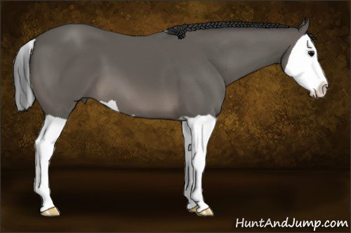 Horse Color: Brown Splash 