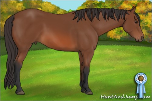 Horse Color: Bay Sabino 