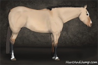 Horse Color:Bay Dun Sabino