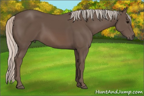 Horse Color: Silver Black 