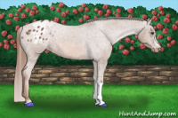 Horse Color:Liver Red Roan Appaloosa 