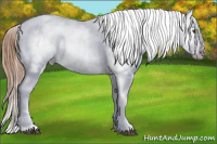 Horse Color:Chestnut Appaloosa