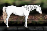 Horse Color:Red Roan Appaloosa 