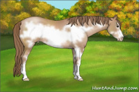 Horse Color:Black Pearl Sabino Frame Rabicano