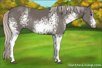 Horse Color:White Spotted Silver Brown Rabicano