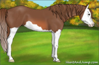 Horse Color:Liver Chestnut Splash 