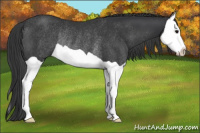 Horse Color:Brown Splash Rabicano 