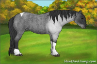 Horse Color:Blue Roan Tobiano