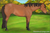 Horse Color:Bay Roan 
