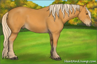 Horse Color:Chocolate Palomino 