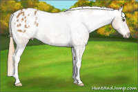 Horse Color:White Spotted Chestnut Blanket 