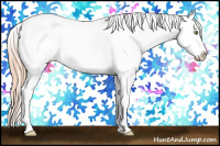 Horse Color:Gold Champagne Dun Appaloosa