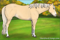 Horse Color:Palomino Splash 