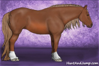 Horse Color:Liver Chestnut 