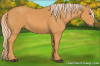 Horse Color:Palomino 