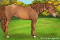 Horse Color:Gray Gold Champagne