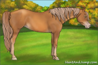 Horse Color:Gray Gold Champagne 