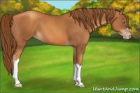 Horse Color:Gray Gold Champagne 
