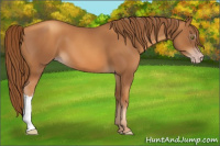 Horse Color:Gray Gold Champagne